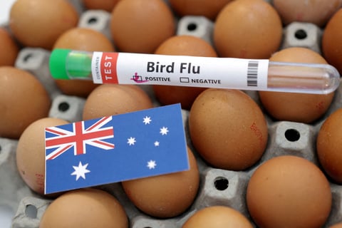 Reuters file illustration showing bird flu test tubes and Australian national flag colors, representing H5N1's spread to Australia