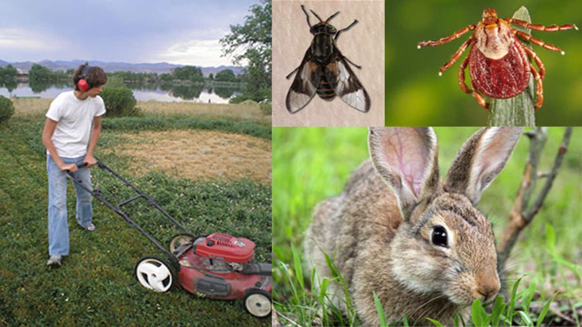 CDC infographic showing tularemia transmission routes including tick bites mowing and animal contact