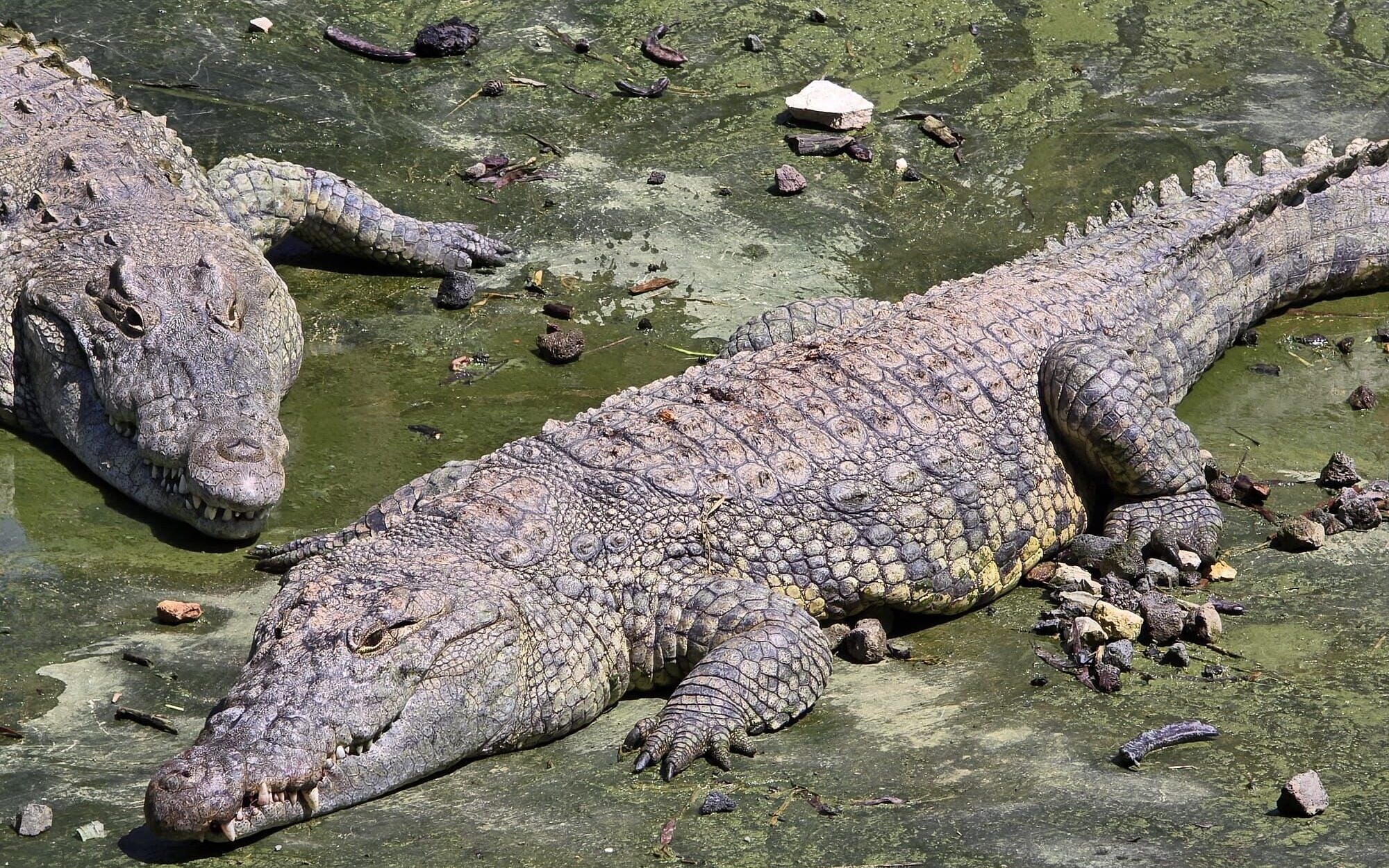 Nile crocodile Jerusalem Biblical Zoo Ben-Gvir Ketziot prison plan human rights violation