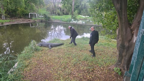 Israeli prison officials at crocodile farm Hamat Gader Ketziot Ben-Gvir human rights