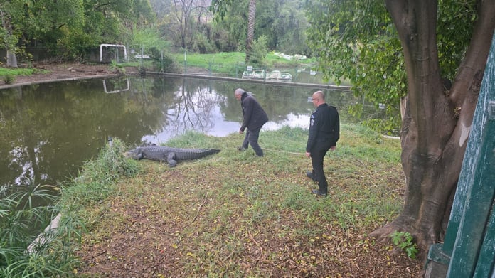 Israeli prison officials at crocodile farm Hamat Gader Ketziot Ben-Gvir human rights