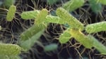 CDC declared salmonella outbreak linked to jalapeno peppers from Sinaloa Mexico August 2026