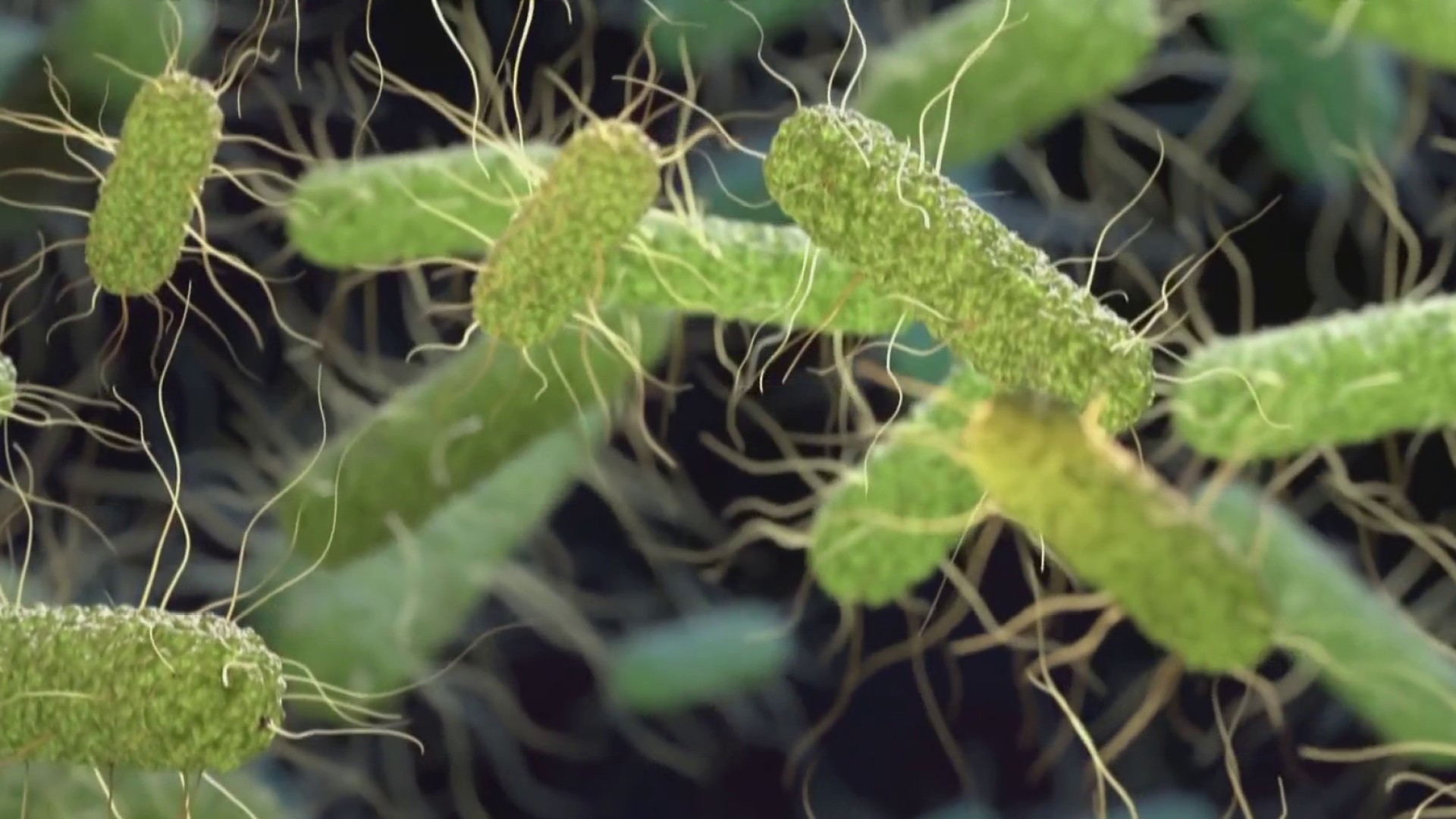 CDC declared salmonella outbreak linked to jalapeno peppers from Sinaloa Mexico August 2026
