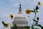US Capitol building with flower arrangement in foreground as Senate leaders announce bipartisan continuing resolution August 2026
