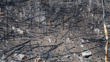 The ministry of emergencies predicted the highest fire danger class
