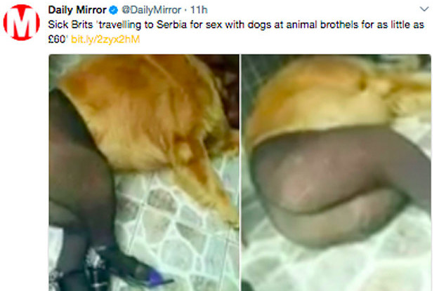dog-sex-serbia