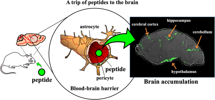 DSIP Peptide and their impact on brain