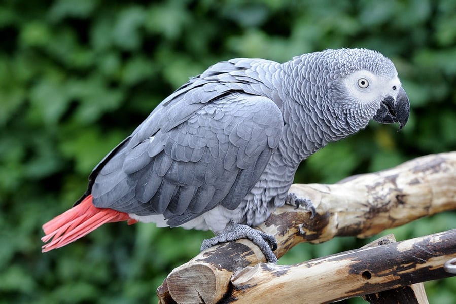 Best Talking Bird - African Grey Parrot