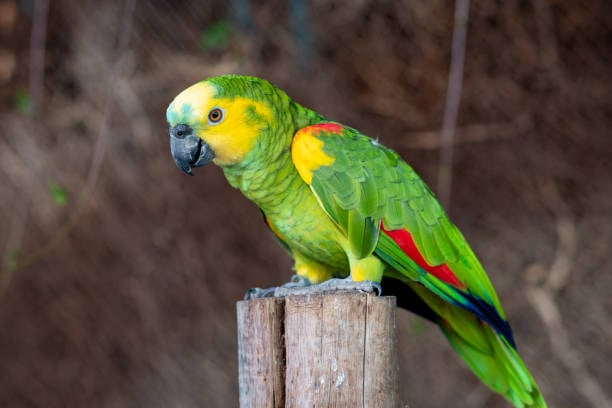 Best Talking Bird - Amazon Parrot