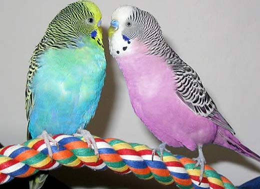 Best Talking Bird - Budgerigar (Budgie)