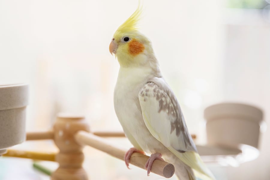 Best Talking Bird - Cockatiel