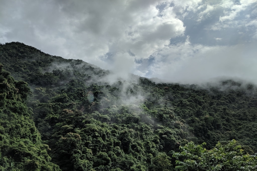 america tropical forest
