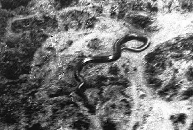 congo snake, katanga giant snake, 50 foot snake, remy van lierde