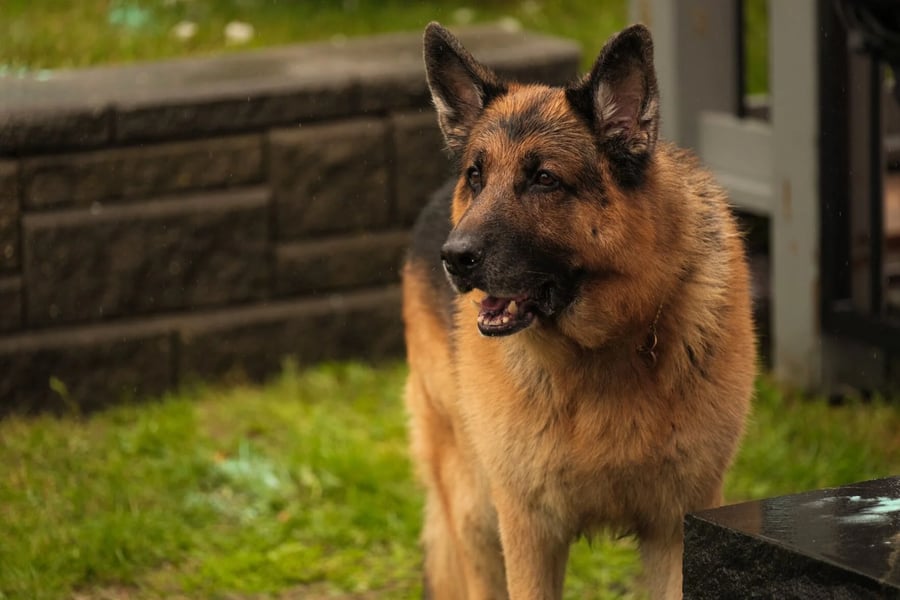 Diesel vom Burgimwald, diesel vom burgimwald death, Rex, Hudson and Rex, German Shepherd