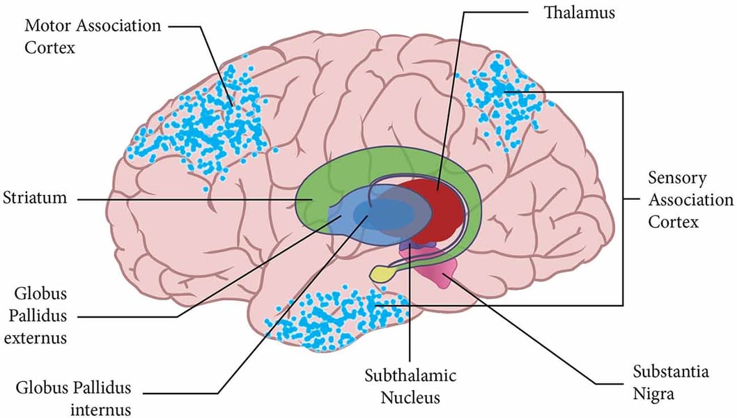 Diagram of the basal ganglia highlighting caudate and putamen affected in Huntington’s disease