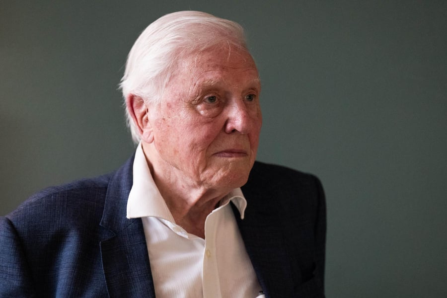Sir David Attenborough, 99, honored as Outstanding Daytime Personality, Non-Daily