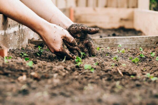 Plants and home landscape