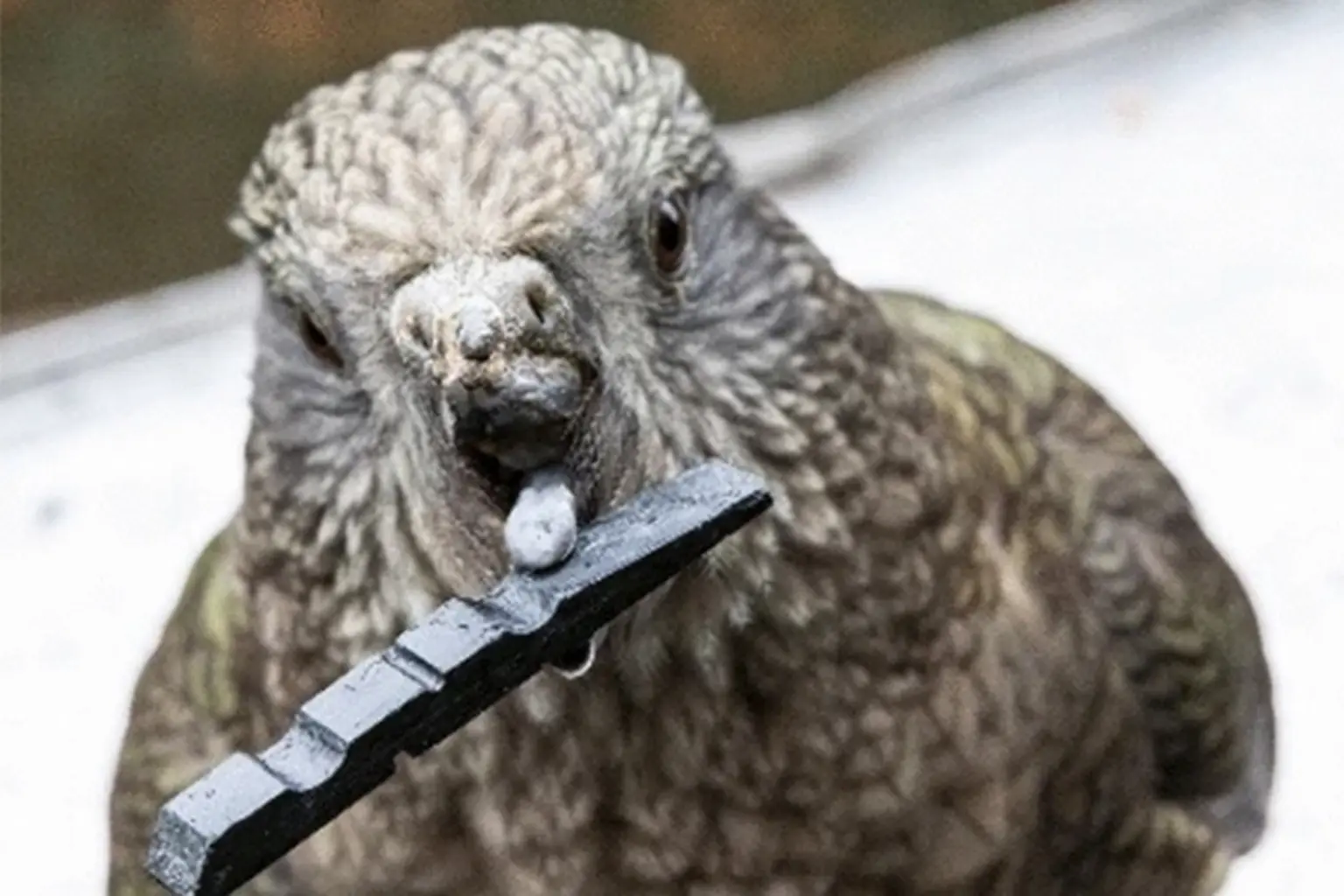 Bruce the Kea: Turning Disability Into Dominance