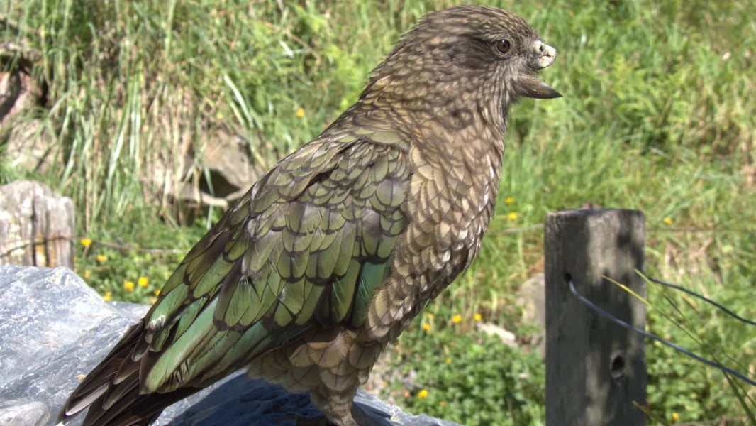 Kea parrot dominance behavior Bruce alpha interaction