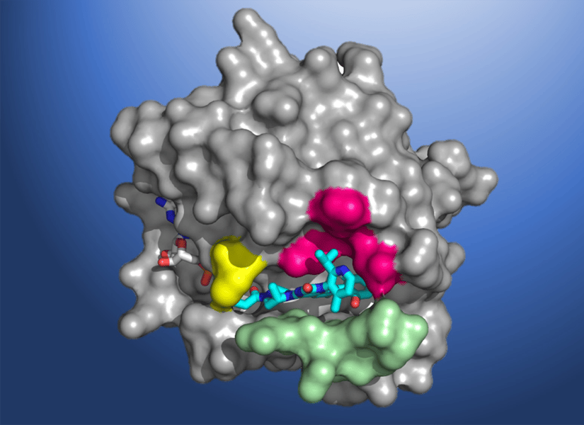 KRAS G12D mutation targeted by setidegrasib in cancer research lab