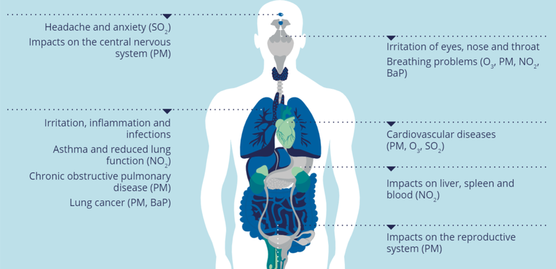 Diagram showing pollution particles interacting with pollen in human lungs
