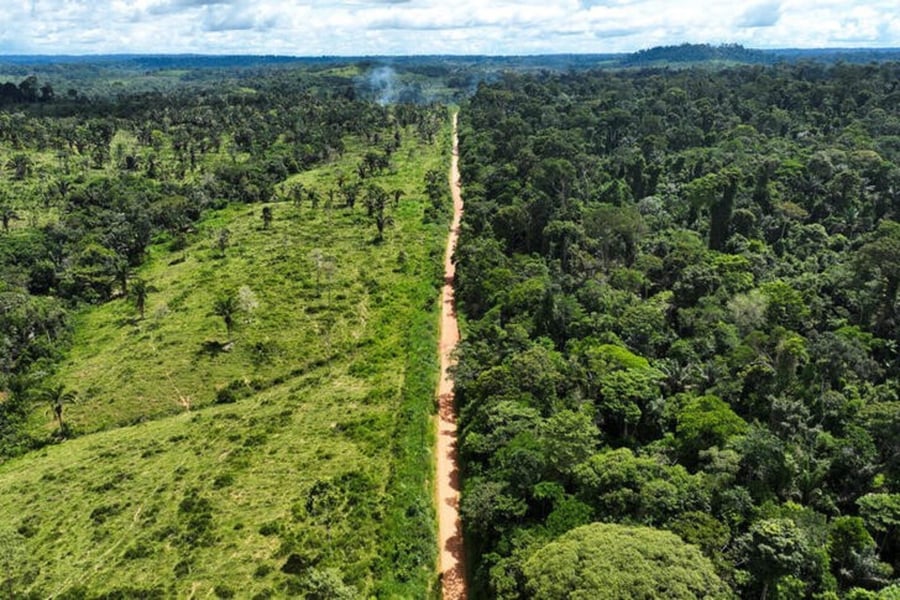 Global Tree Loss: 15 Billion Trees Cut Down Each Year Aerial image of Amazon rainforest deforestation showing tree loss at a rate of 15 billion trees per year globally