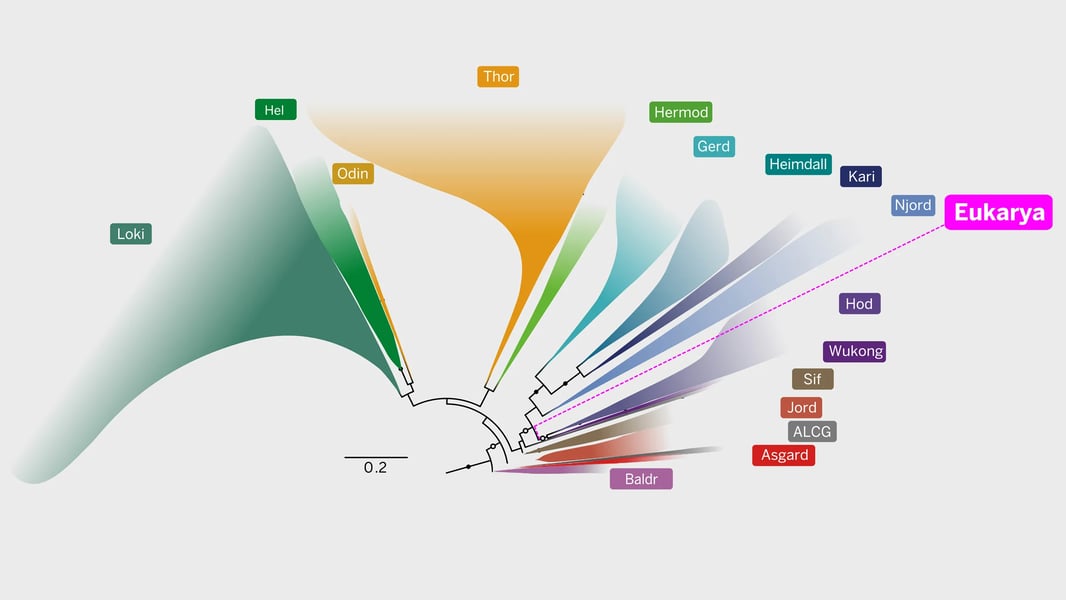 Illustration of Asgard archaea microbe as the common ancestor of all eukaryotes including plants, animals and fungi