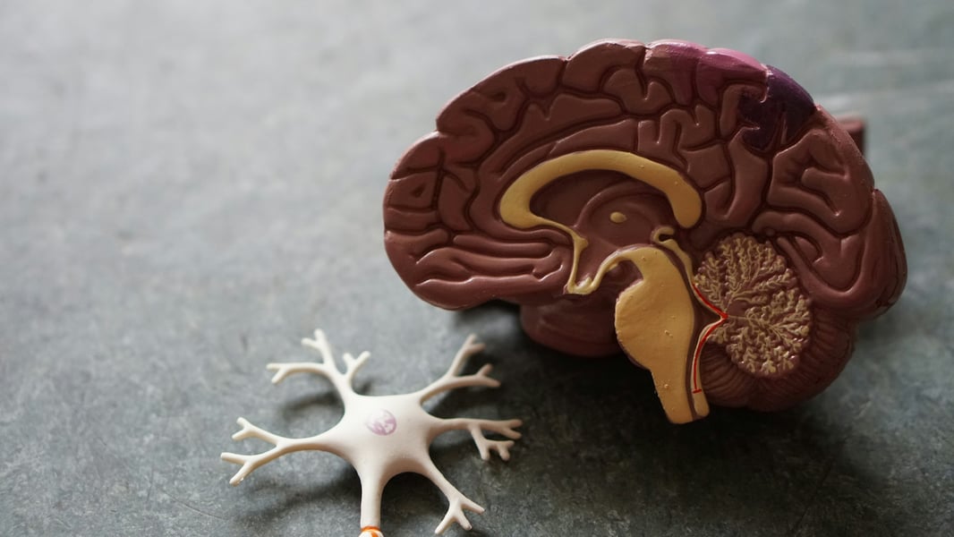 An anatomical illustration of the human brain showing the hypothalamus and surrounding regions