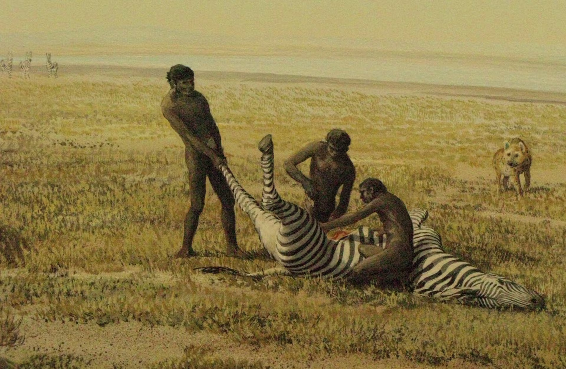 Early humans competing with carnivores for access to a carcass in the savanna