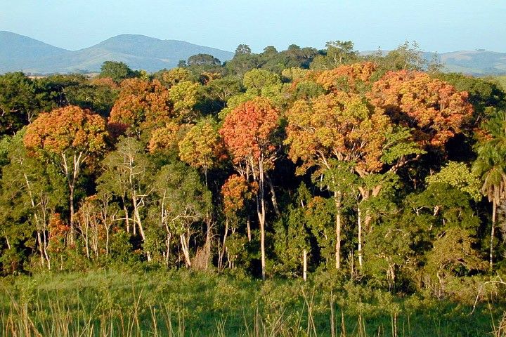 Aerial view of dense forest canopy representing Earth's estimated three trillion trees