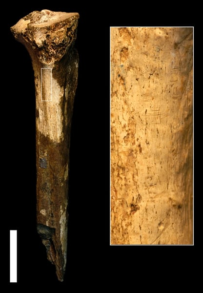 Fossil animal bones showing cut marks from early human stone tools