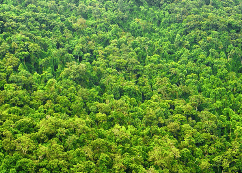 Yale Global Tree Density Map 2015 – Crowther et al., Nature Global tree density map produced by Thomas Crowther and Yale University published in Nature 2015