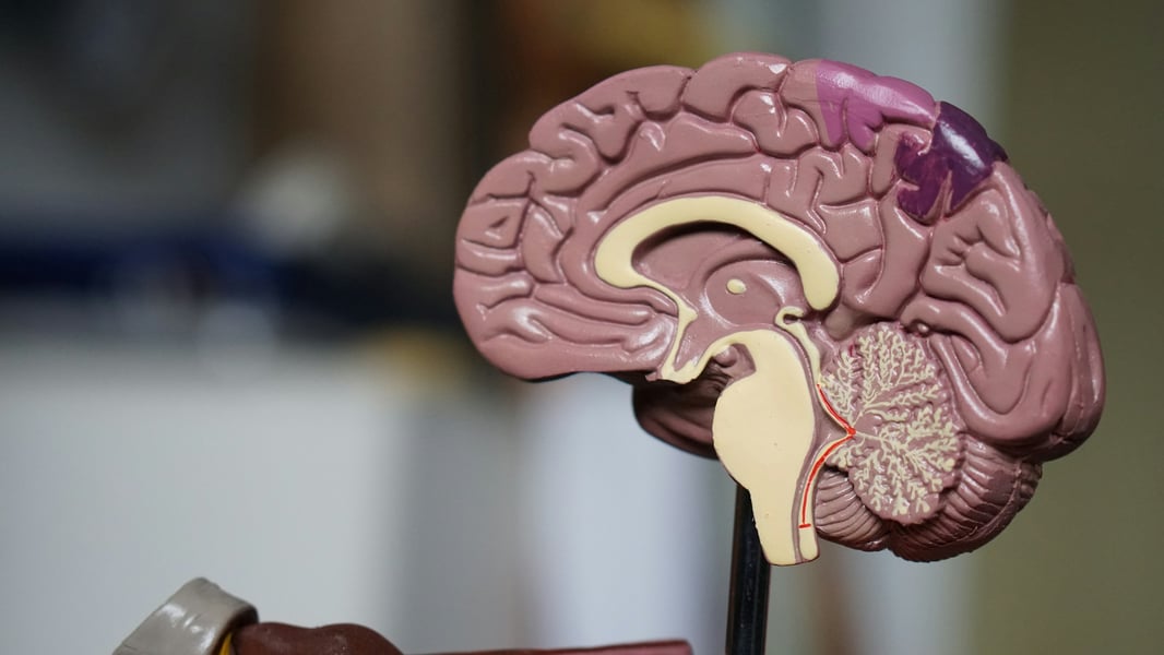 Illustration of neurons and synaptic connections inside the human brain