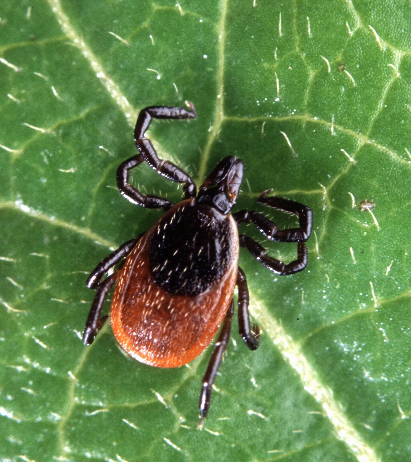 Adult blacklegged deer tick Ixodes scapularis on finger, carrier of Lyme disease in the United States