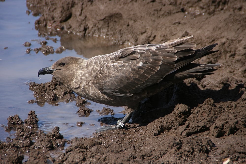 A brown skua seabird standing on rocks, the species confirmed as Australia's first mainland H5N1 bird flu case at Cape Le Grand National Park, Western Australia