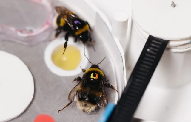 Experimental chamber used in Queen Mary University bumblebee duration discrimination study