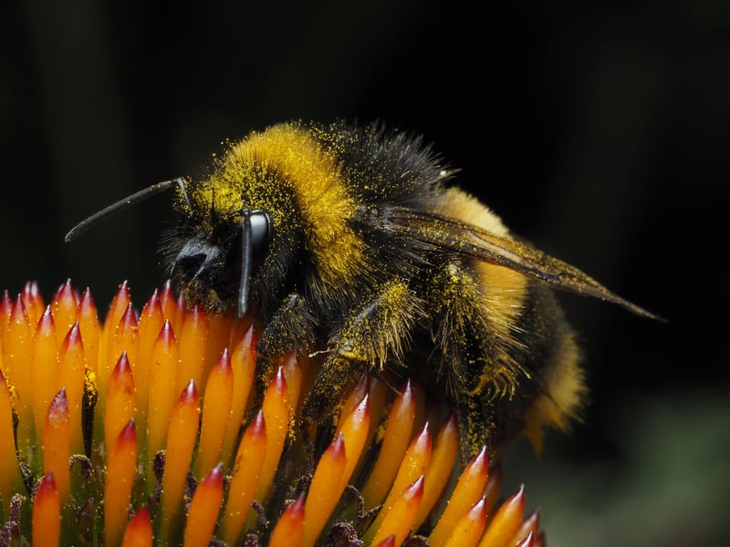 Bumblebee on a yellow flower representing new research on insect time perception and cognitive abilities