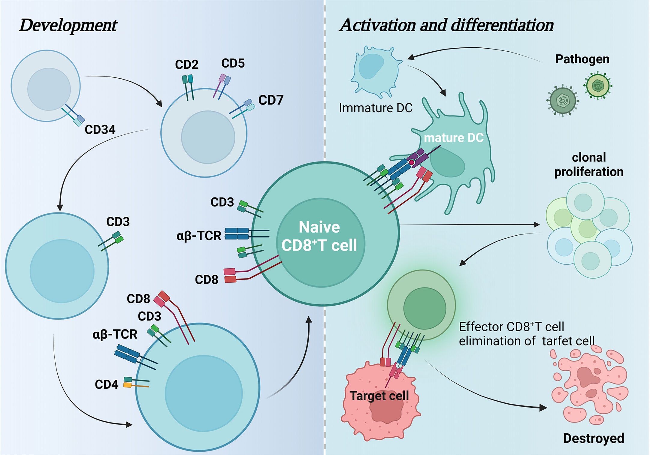 Scientific diagram showing CD8+ T cell development, activation, and differentiation stages in cancer immunotherapy