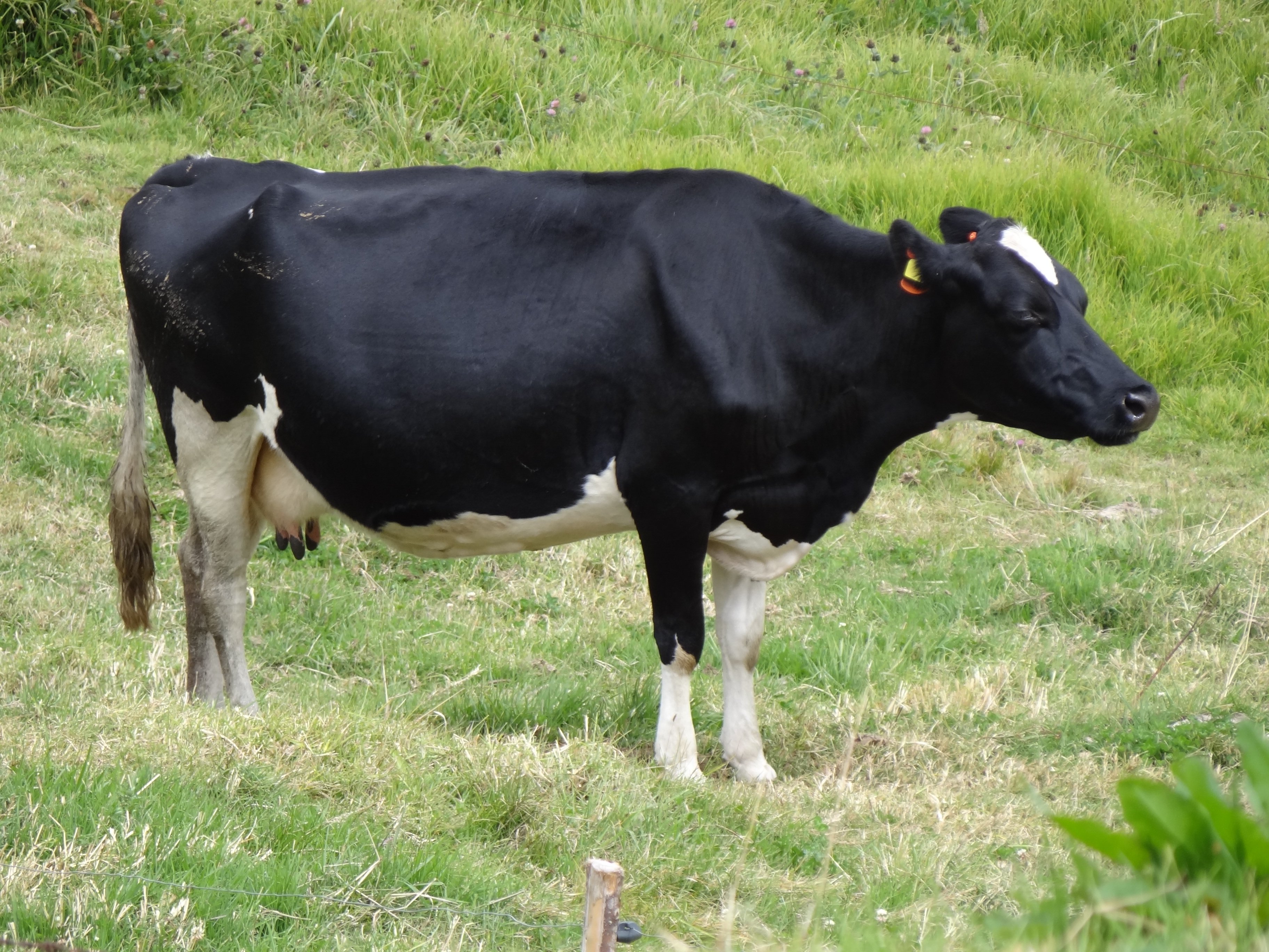 Holstein dairy cow in a farm environment, representative of US dairy herds affected by H5N1 avian influenza