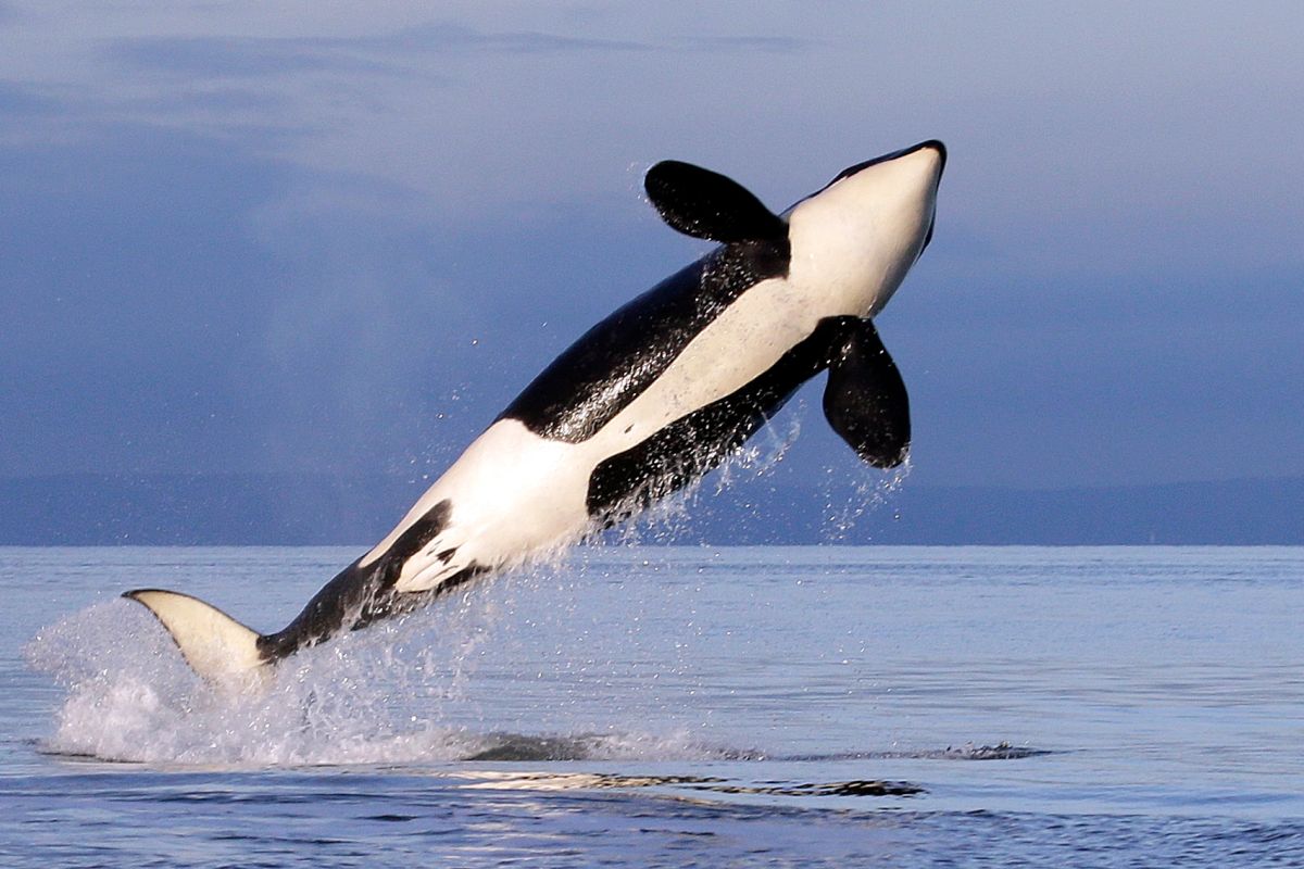 An orca breaches in the ocean, representing the marine life that protected areas aim to safeguard
