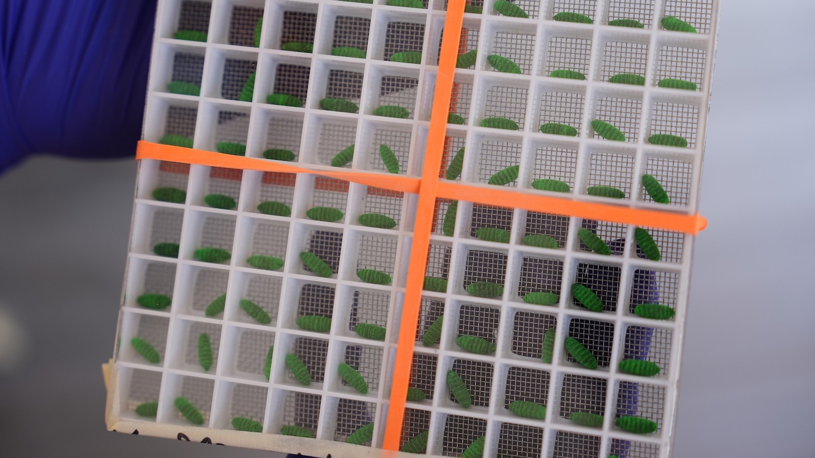 Dyed sterile screwworm fly pupae at a USDA production facility in Texas
