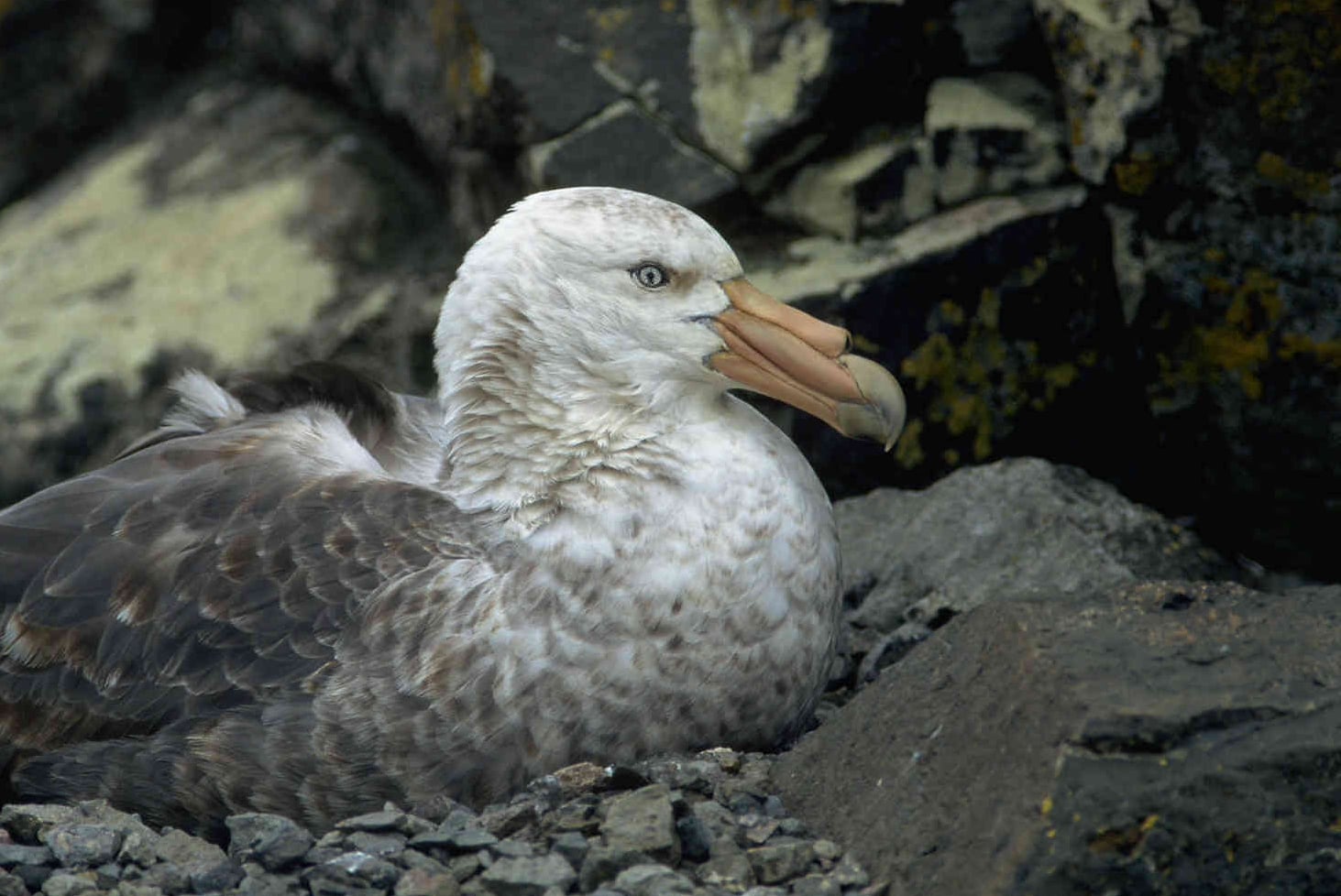 A southern giant petrel (Macronectes giganteus) at sea, the species found at Knights Beach, Port Elliot, South Australia with H5N1 bird flu on June 24, 2026