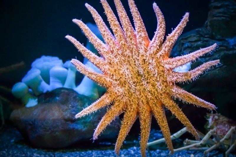 Adult sunflower sea star with 18 arms at the Aquarium of the Pacific captive breeding program