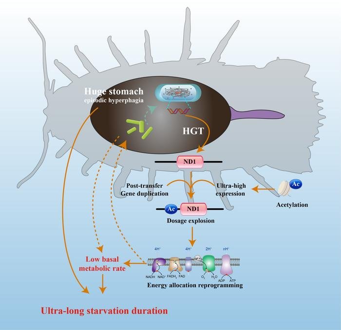 Diagram showing how the supergiant isopod's borrowed ND1 gene reprograms energy use at deep-sea temperatures
