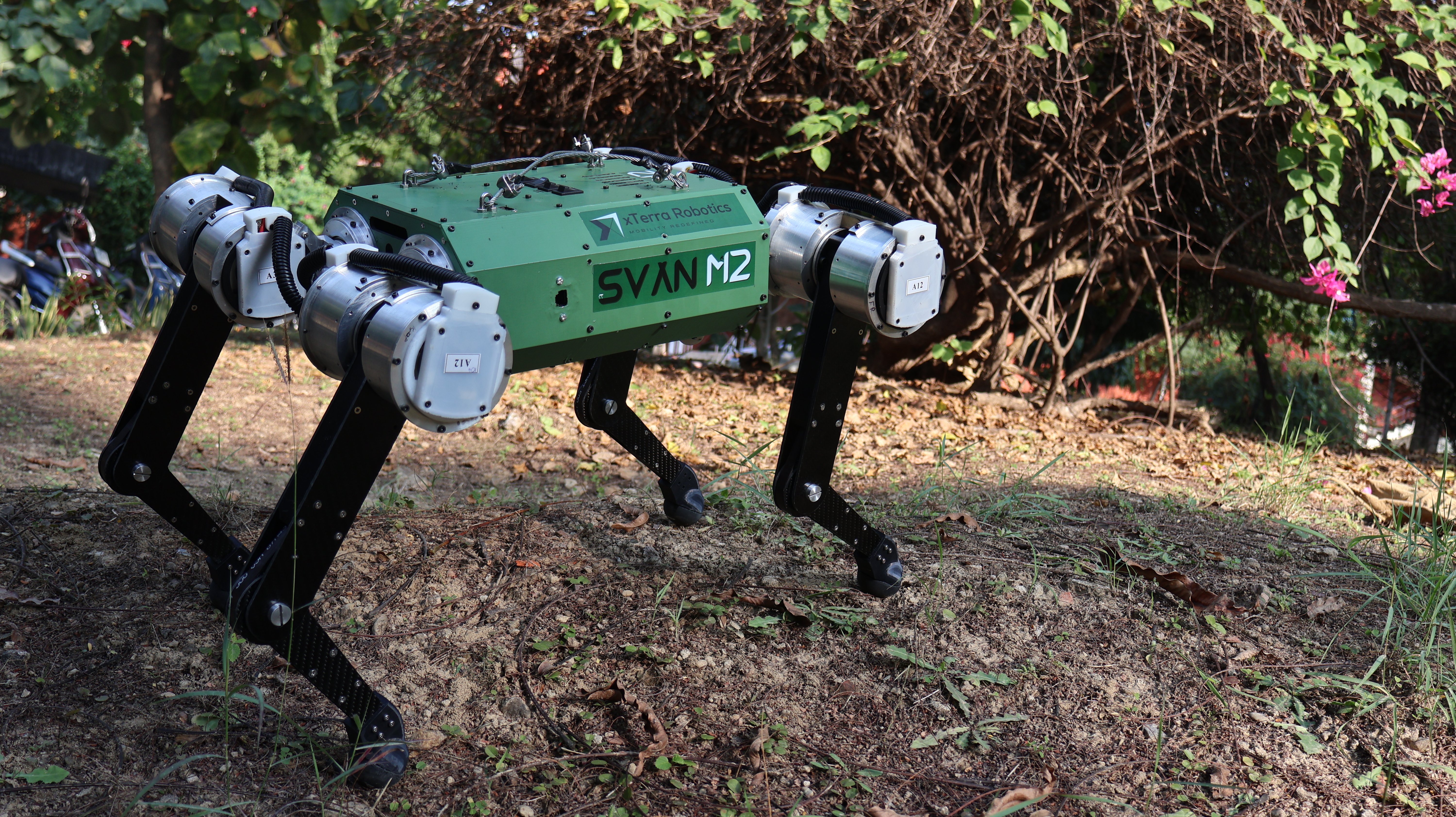 Svan M2 quadruped robot demonstrating AI-powered locomotion