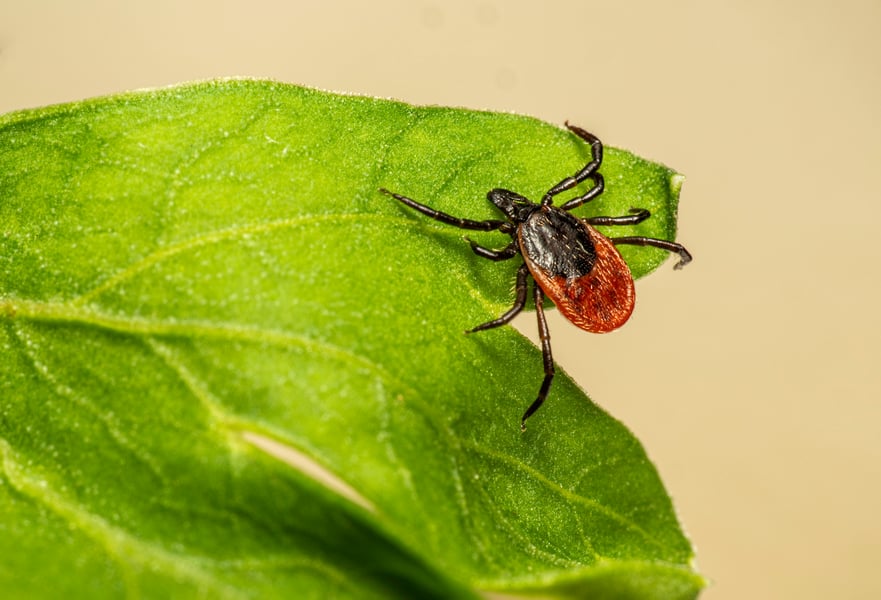 Close-up of a blacklegged deer tick on a leaf during 2026 tick season surge