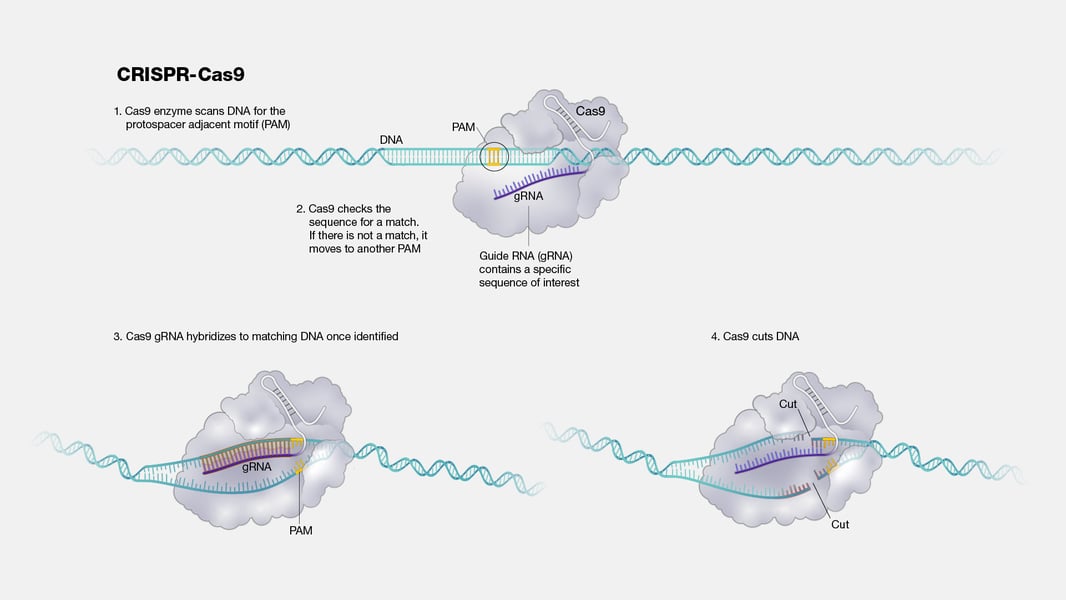 CRISPR base editing diagram showing viral vector gene delivery to DNA
