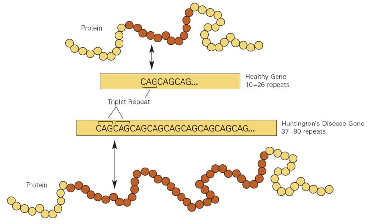 Comparison of CAG repeat counts in a normal HTT gene versus a Huntington's disease gene showing the expanded mutation