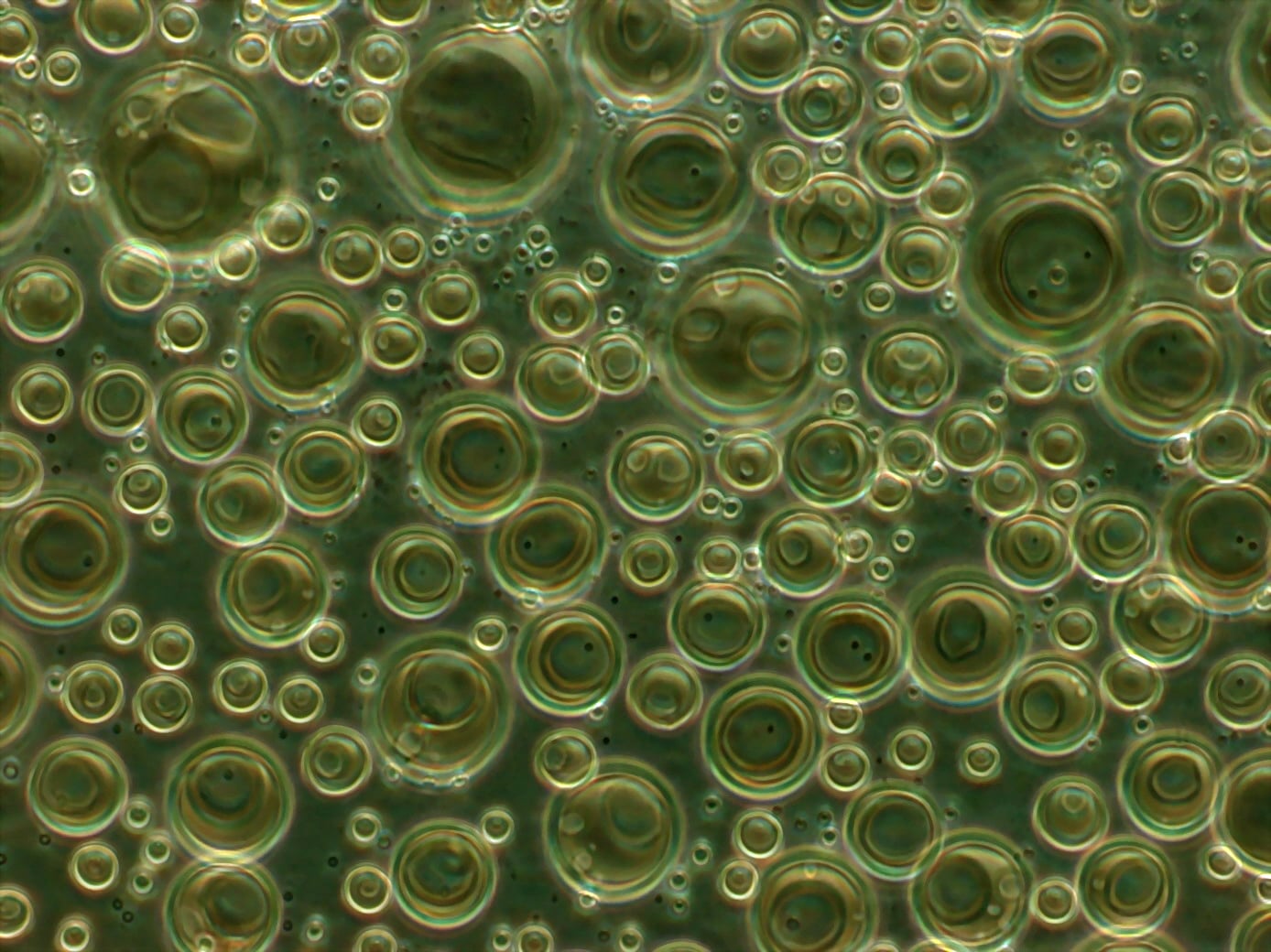 Phosphatidylcholine liposomes in suspension viewed under phase-contrast microscopy