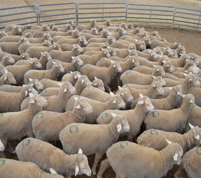 Flock of Merino sheep in an enclosure at CSIRO's Chiswick Research Station during the ImmuneDEX immune competency research trials